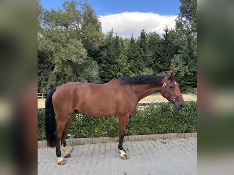 Caballo de deporte alemán Caballo castrado 6 años 173 cm Castaño in Limburg an der Lahn
