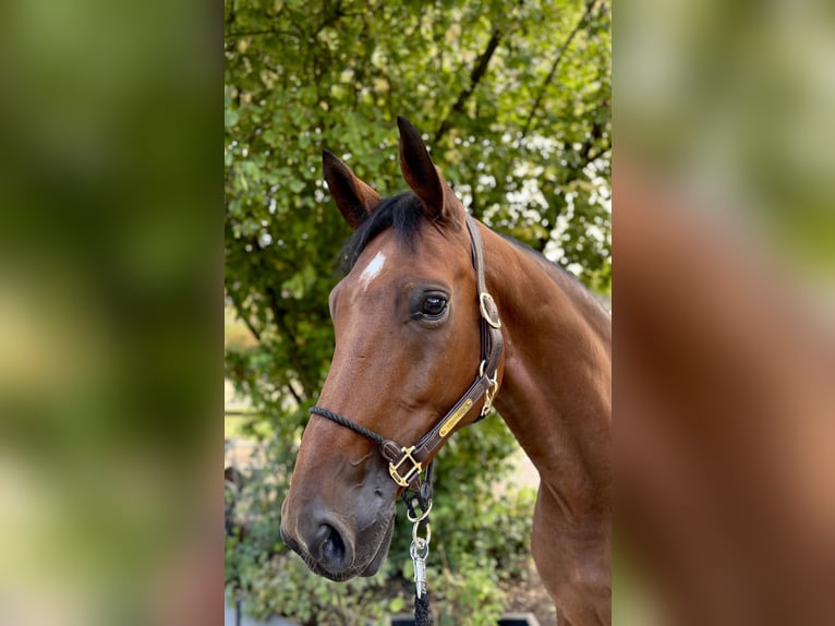 Caballo de deporte alemán Caballo castrado 6 años 173 cm Castaño in Limburg an der Lahn