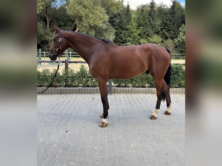 Caballo de deporte alemán Caballo castrado 6 años 173 cm Castaño in Limburg an der Lahn