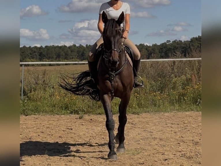 Caballo de deporte alemán Caballo castrado 6 años 173 cm Negro in Templin