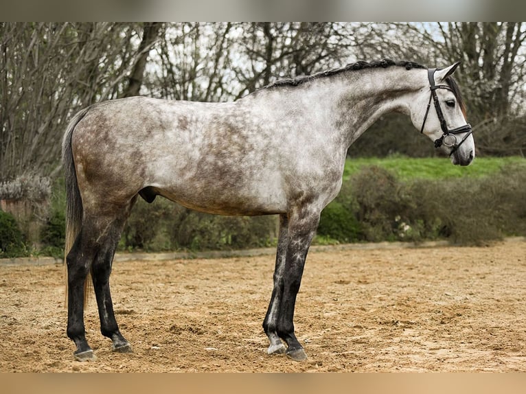 Caballo de deporte alemán Caballo castrado 6 años 173 cm Tordo in Riedstadt