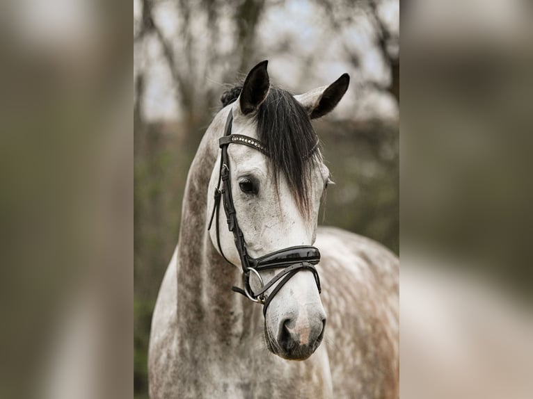 Caballo de deporte alemán Caballo castrado 6 años 173 cm Tordo in Riedstadt