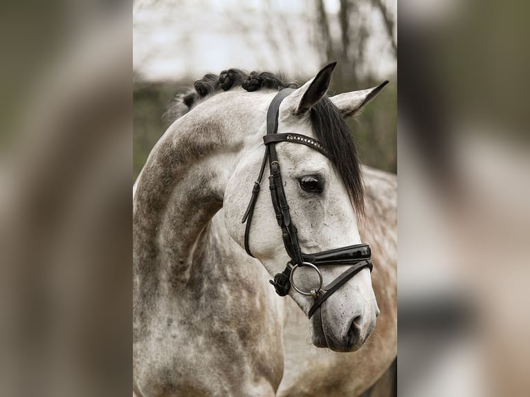 Caballo de deporte alemán Caballo castrado 6 años 173 cm Tordo in Riedstadt