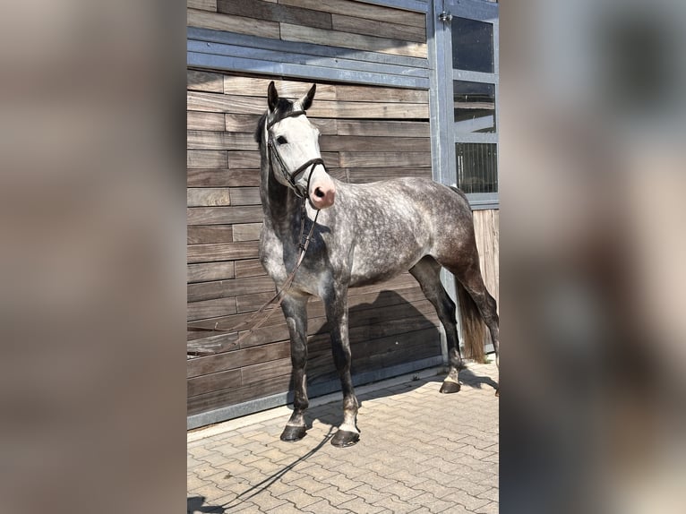 Caballo de deporte alemán Caballo castrado 6 años 173 cm Tordo in Leipzig