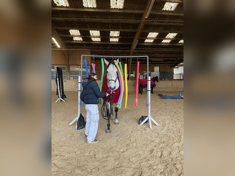 Caballo de deporte alemán Caballo castrado 6 años 173 cm Tordo in Ammerbuch
