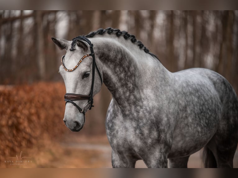 Caballo de deporte alemán Caballo castrado 6 años 173 cm Tordo rodado in Wehringen