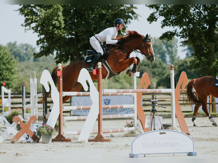 Caballo de deporte alemán Caballo castrado 6 años 174 cm Alazán in Riedstadt