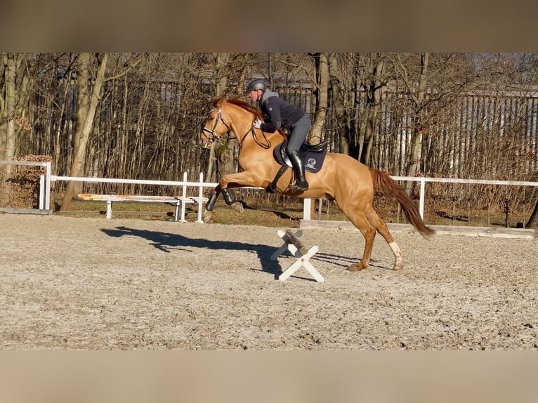 Caballo de deporte alemán Caballo castrado 6 años 174 cm Alazán in Moritzburg