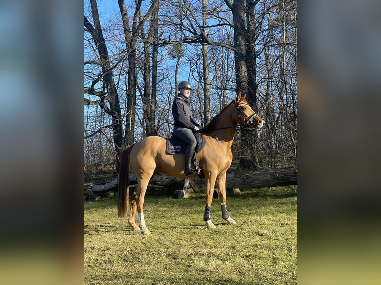 Caballo de deporte alemán Caballo castrado 6 años 174 cm Alazán in Moritzburg