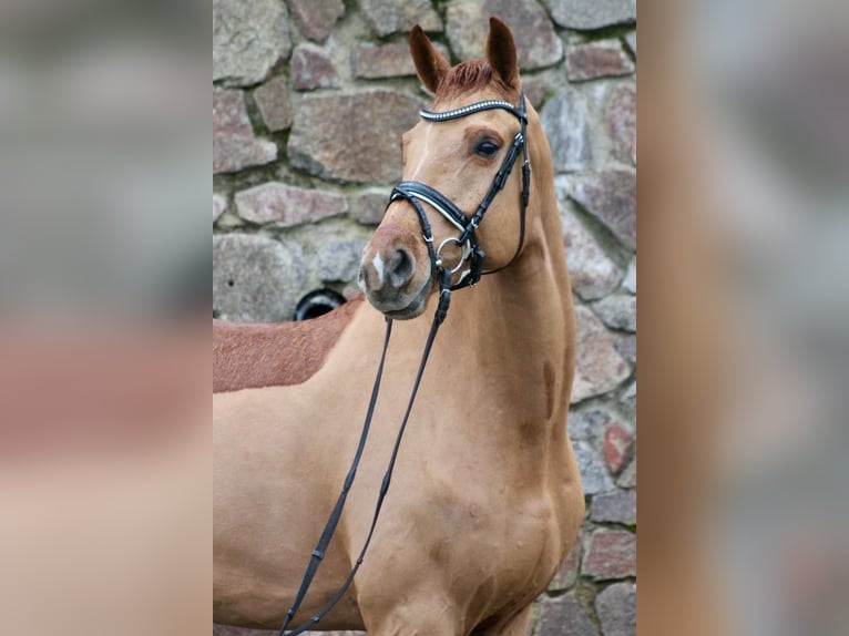 Caballo de deporte alemán Caballo castrado 6 años 174 cm Alazán in Moritzburg