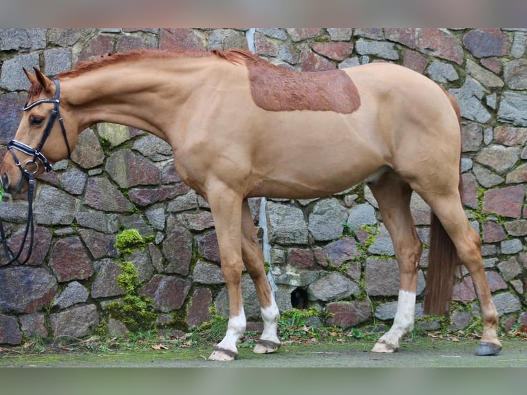 Caballo de deporte alemán Caballo castrado 6 años 174 cm Alazán in Moritzburg