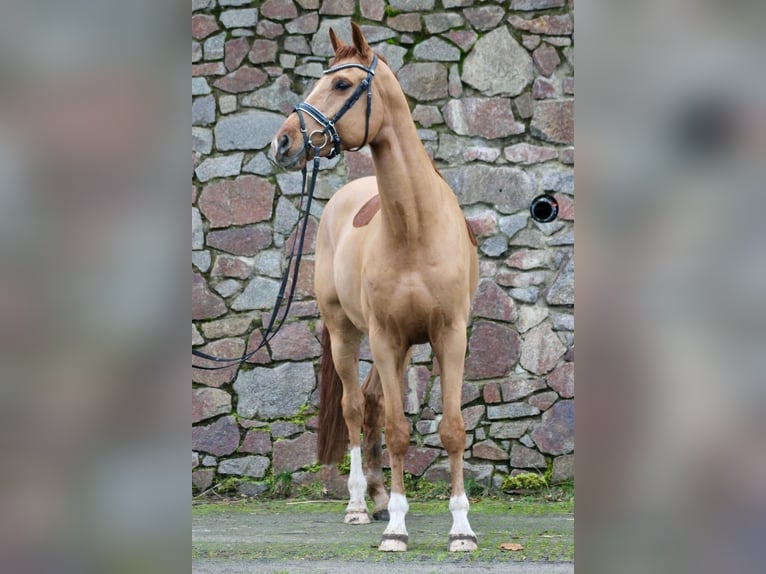 Caballo de deporte alemán Caballo castrado 6 años 174 cm Alazán in Moritzburg