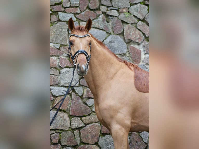 Caballo de deporte alemán Caballo castrado 6 años 174 cm Alazán in Moritzburg