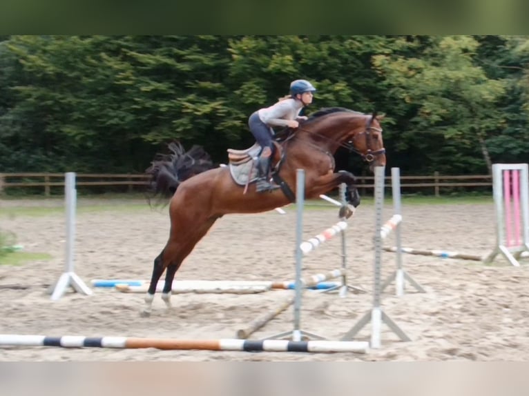 Caballo de deporte alemán Caballo castrado 6 años 174 cm Castaño in Braunschweig