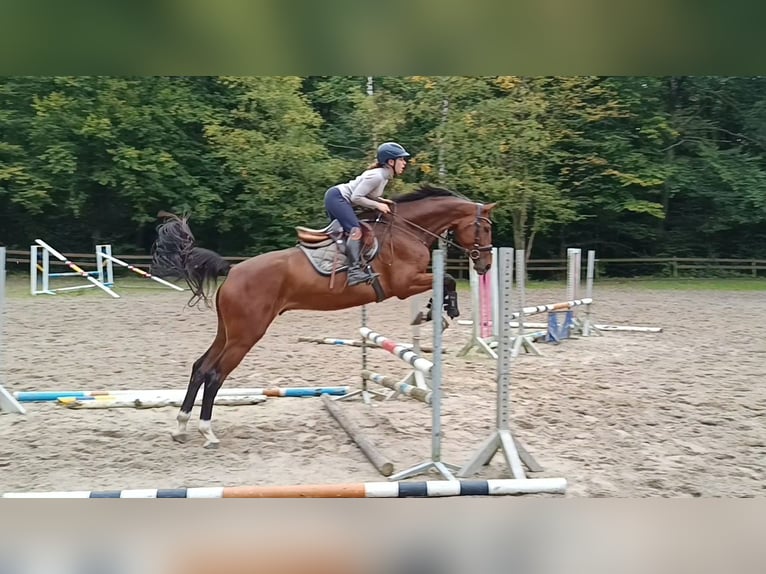 Caballo de deporte alemán Caballo castrado 6 años 174 cm Castaño in Braunschweig