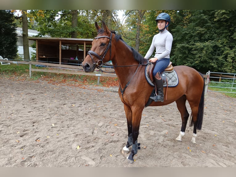 Caballo de deporte alemán Caballo castrado 6 años 174 cm Castaño in Braunschweig