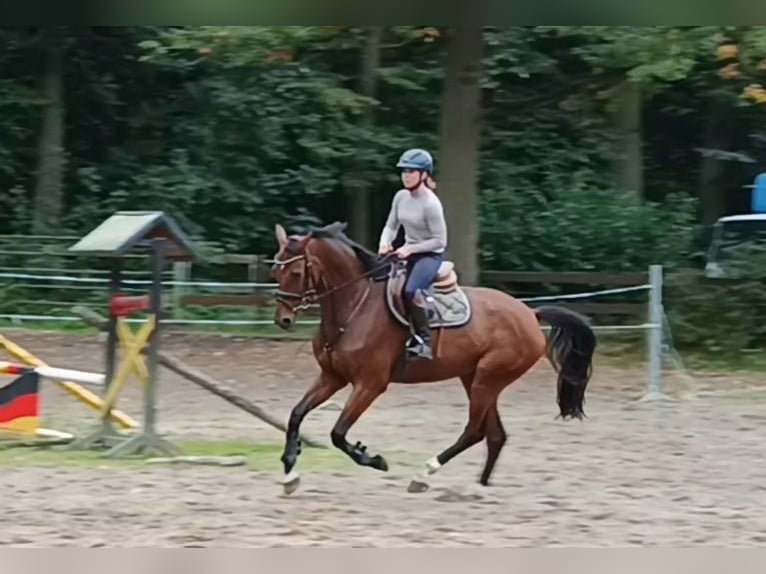 Caballo de deporte alemán Caballo castrado 6 años 174 cm Castaño in Braunschweig