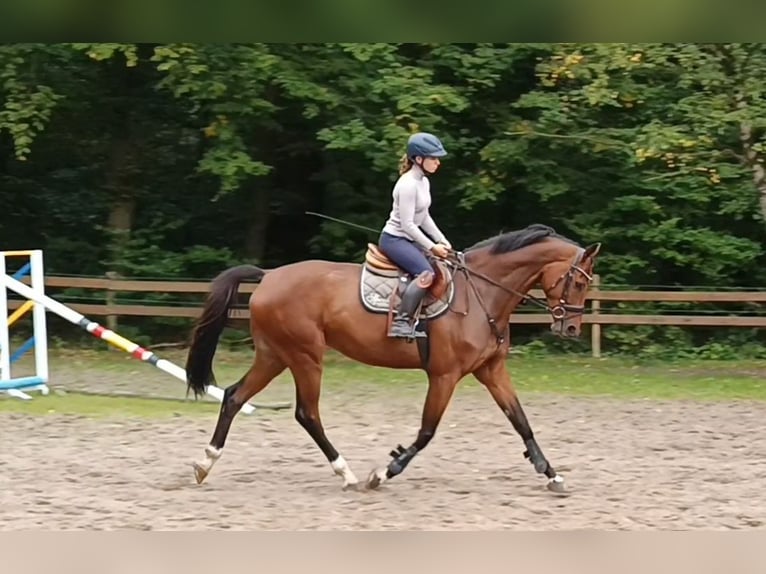 Caballo de deporte alemán Caballo castrado 6 años 174 cm Castaño in Braunschweig