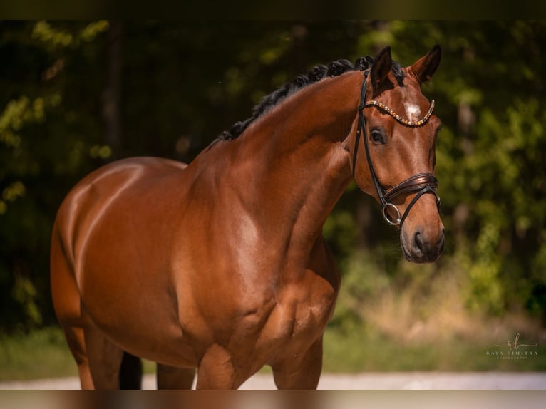 Caballo de deporte alemán Caballo castrado 6 años 174 cm Castaño in Wehringen