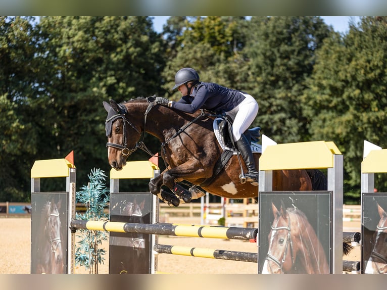 Caballo de deporte alemán Caballo castrado 6 años 174 cm Castaño in Plauen OT Oberlosa
