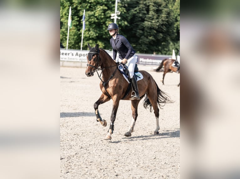 Caballo de deporte alemán Caballo castrado 6 años 174 cm Castaño in Plauen OT Oberlosa