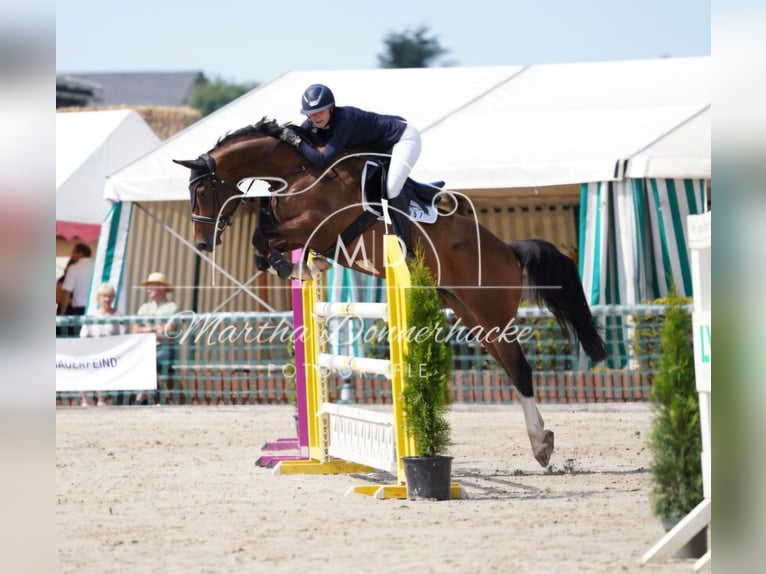 Caballo de deporte alemán Caballo castrado 6 años 174 cm Castaño in Plauen OT Oberlosa