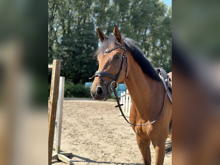 Caballo de deporte alemán Caballo castrado 6 años 174 cm Castaño in Düsseldorf