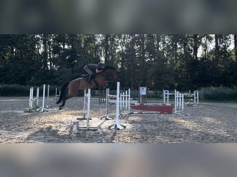 Caballo de deporte alemán Caballo castrado 6 años 174 cm Castaño in Düsseldorf