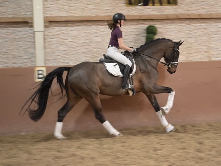 Caballo de deporte alemán Caballo castrado 6 años 174 cm Castaño oscuro in Wehringen