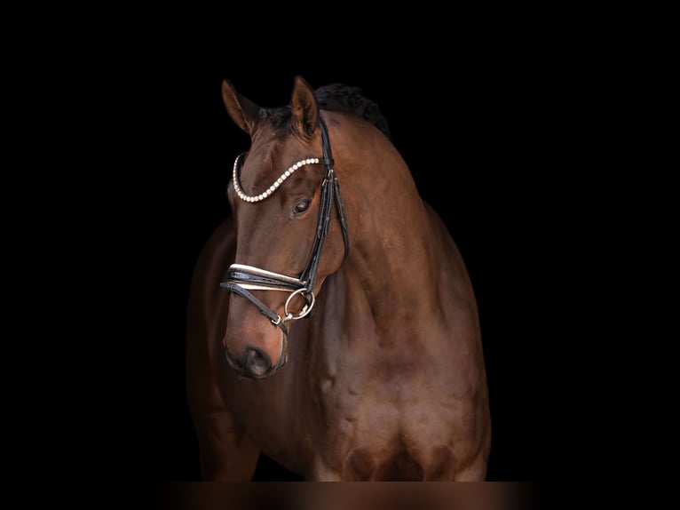 Caballo de deporte alemán Caballo castrado 6 años 174 cm Castaño oscuro in Wehringen