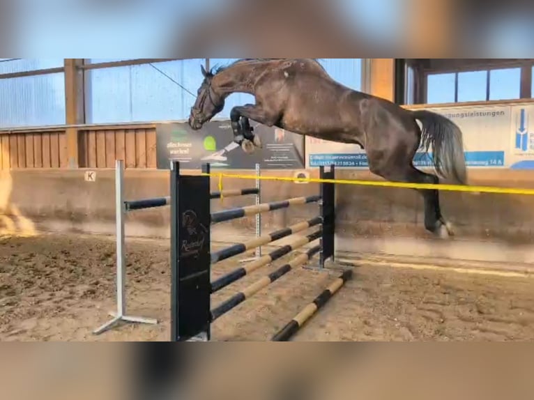 Caballo de deporte alemán Caballo castrado 6 años 174 cm Musgo in Sandersdorf