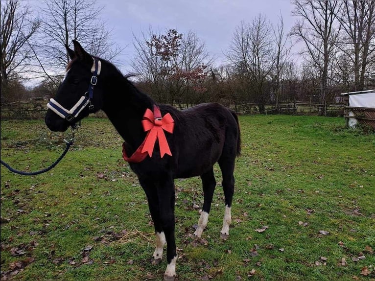 Caballo de deporte alemán Caballo castrado 6 años 174 cm Negro in Langen
