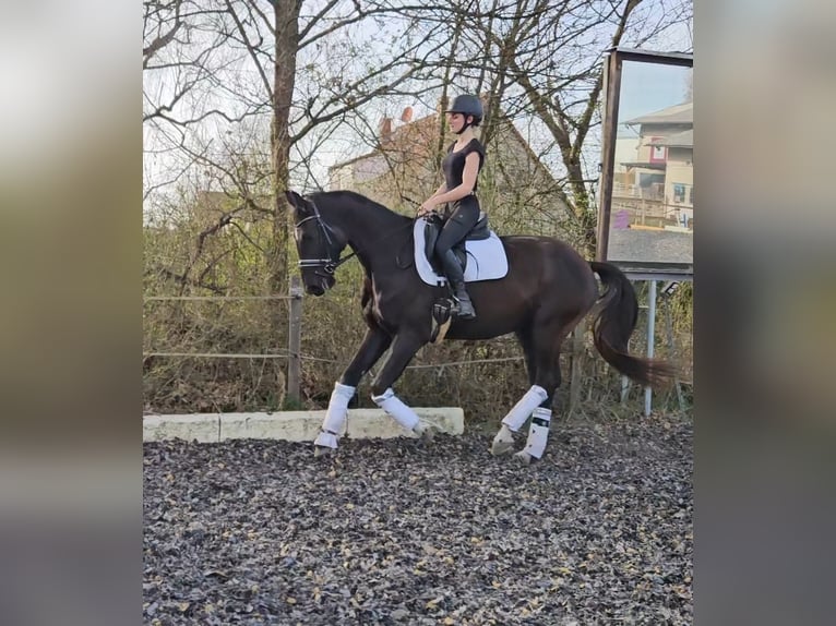 Caballo de deporte alemán Caballo castrado 6 años 174 cm Negro in Langen
