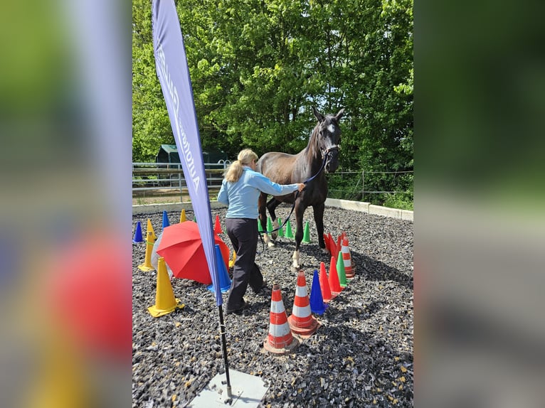 Caballo de deporte alemán Caballo castrado 6 años 174 cm Negro in Langen