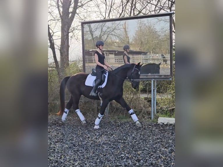 Caballo de deporte alemán Caballo castrado 6 años 174 cm Negro in Langen