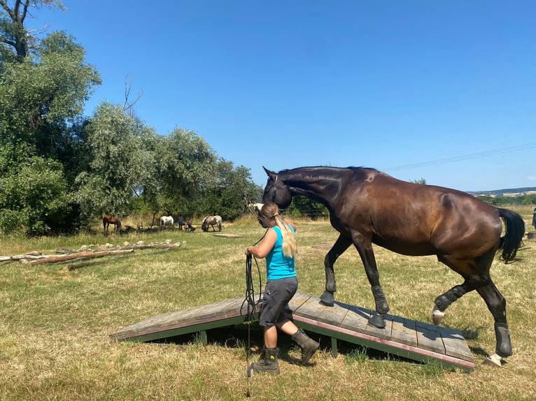 Caballo de deporte alemán Caballo castrado 6 años 174 cm Negro in Langen