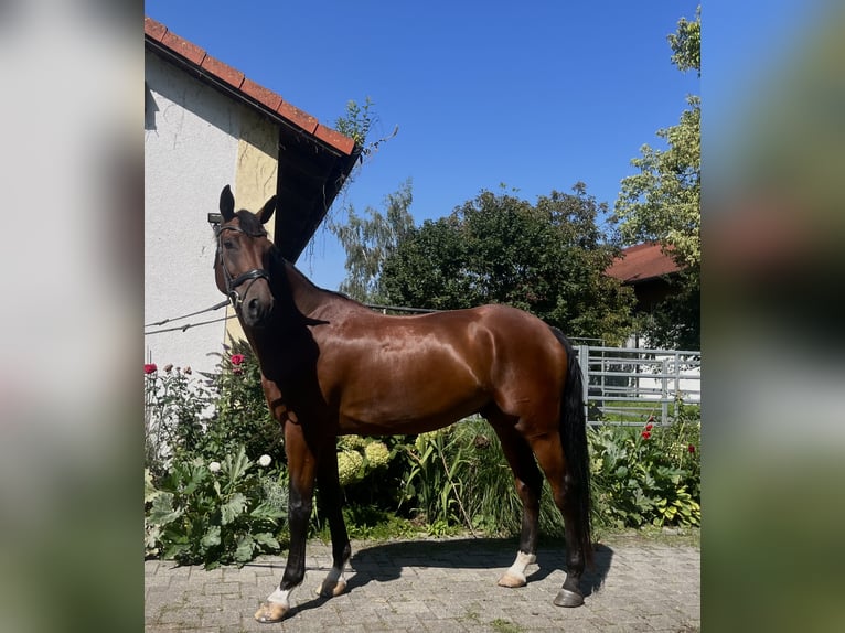 Caballo de deporte alemán Caballo castrado 6 años 175 cm Castaño in Karlsfeld