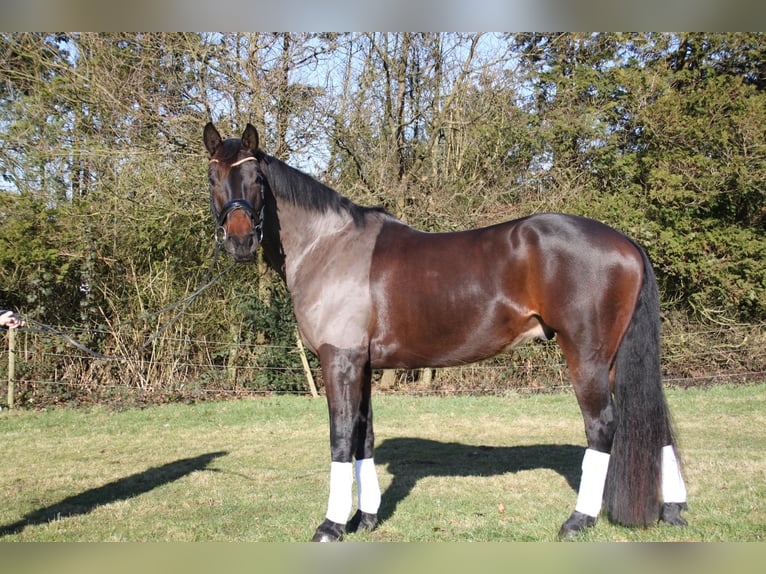 Caballo de deporte alemán Caballo castrado 6 años 175 cm Castaño oscuro in Essen