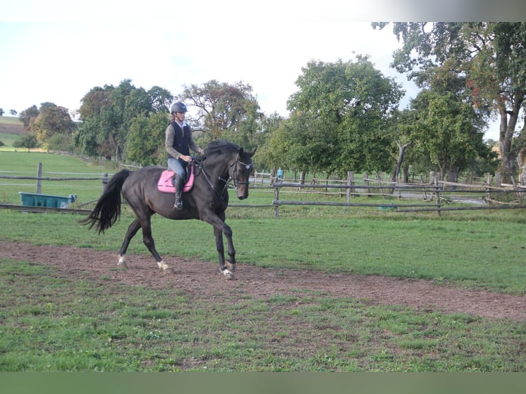 Caballo de deporte alemán Caballo castrado 6 años 175 cm Castaño oscuro in Buchen Waldhausen