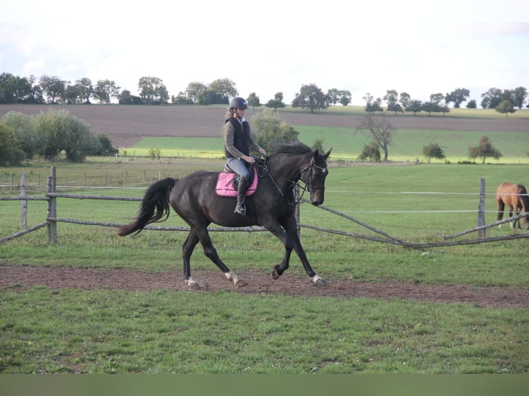 Caballo de deporte alemán Caballo castrado 6 años 175 cm Castaño oscuro in Buchen Waldhausen