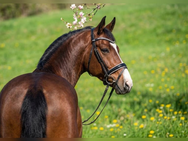 Caballo de deporte alemán Caballo castrado 6 años 175 cm Castaño rojizo in Kecskemét