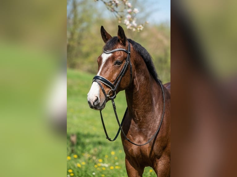 Caballo de deporte alemán Caballo castrado 6 años 175 cm Castaño rojizo in Kecskemét