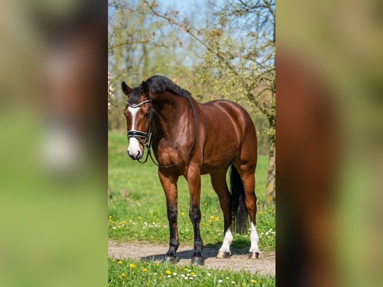 Caballo de deporte alemán Caballo castrado 6 años 175 cm Castaño rojizo in Kecskemét