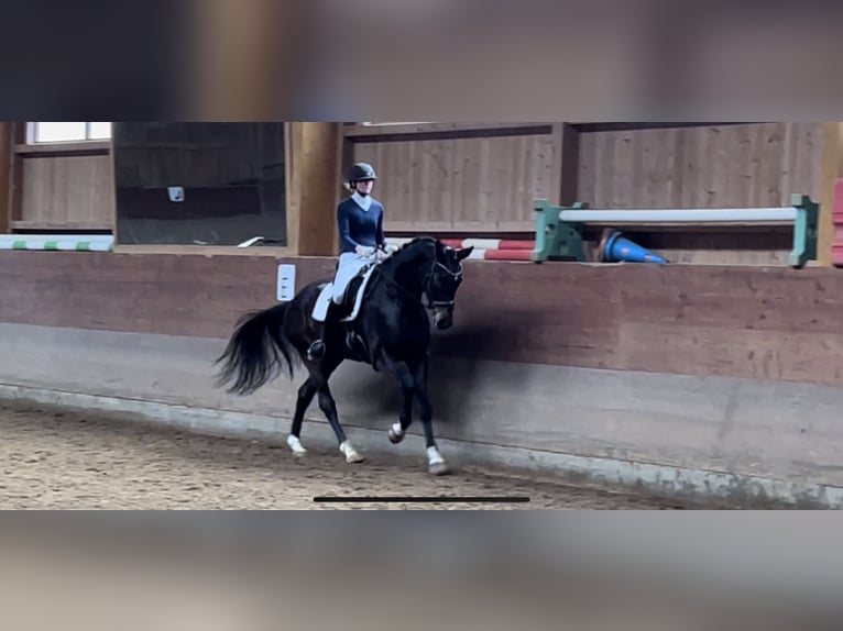 Caballo de deporte alemán Caballo castrado 6 años 175 cm Morcillo in Burggen