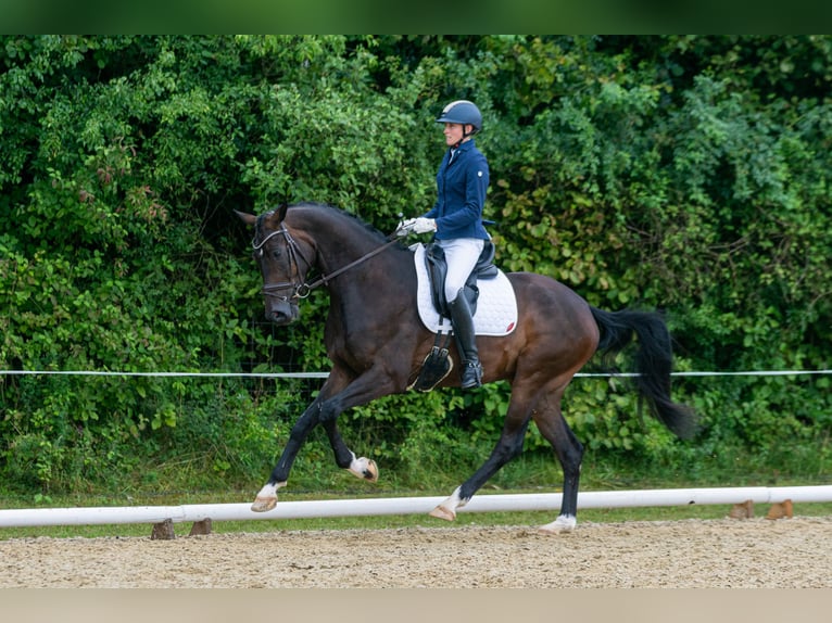 Caballo de deporte alemán Caballo castrado 6 años 175 cm Morcillo in Burggen