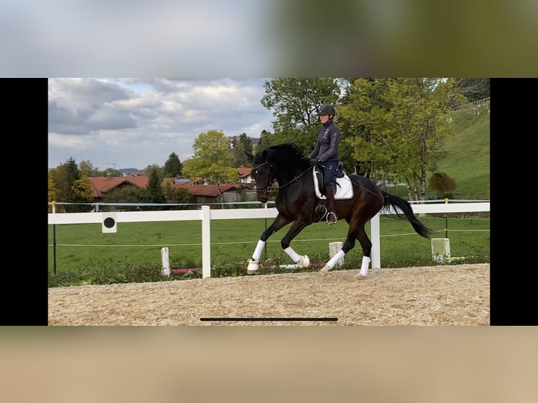 Caballo de deporte alemán Caballo castrado 6 años 175 cm Morcillo in Burggen