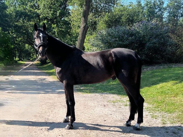 Caballo de deporte alemán Caballo castrado 6 años 175 cm Morcillo in Darmstadt