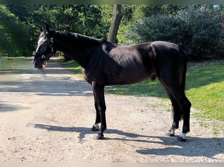 Caballo de deporte alemán Caballo castrado 6 años 175 cm Morcillo in Darmstadt