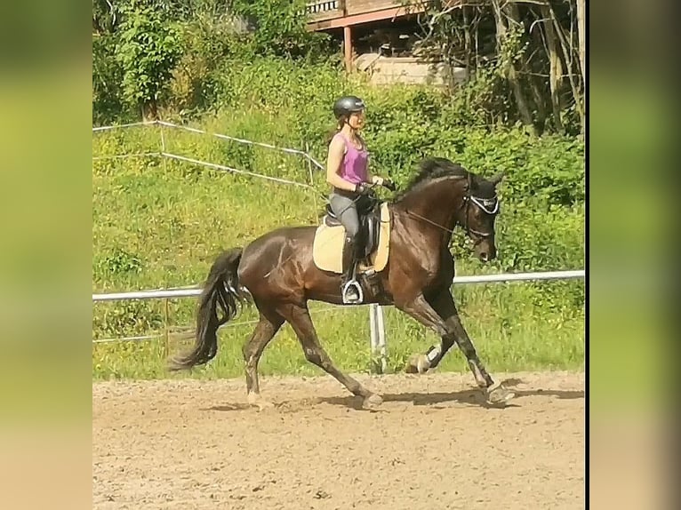 Caballo de deporte alemán Caballo castrado 6 años 175 cm Negro in Grimma