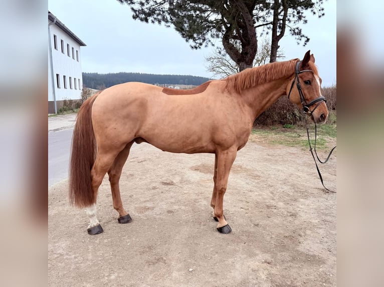 Caballo de deporte alemán Caballo castrado 6 años 176 cm Alazán in Pelmberg